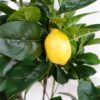 120cm-Artificial-Lemon-Tree-Premium-Quality-4 120cm Artificial Lemon Tree Premium Quality