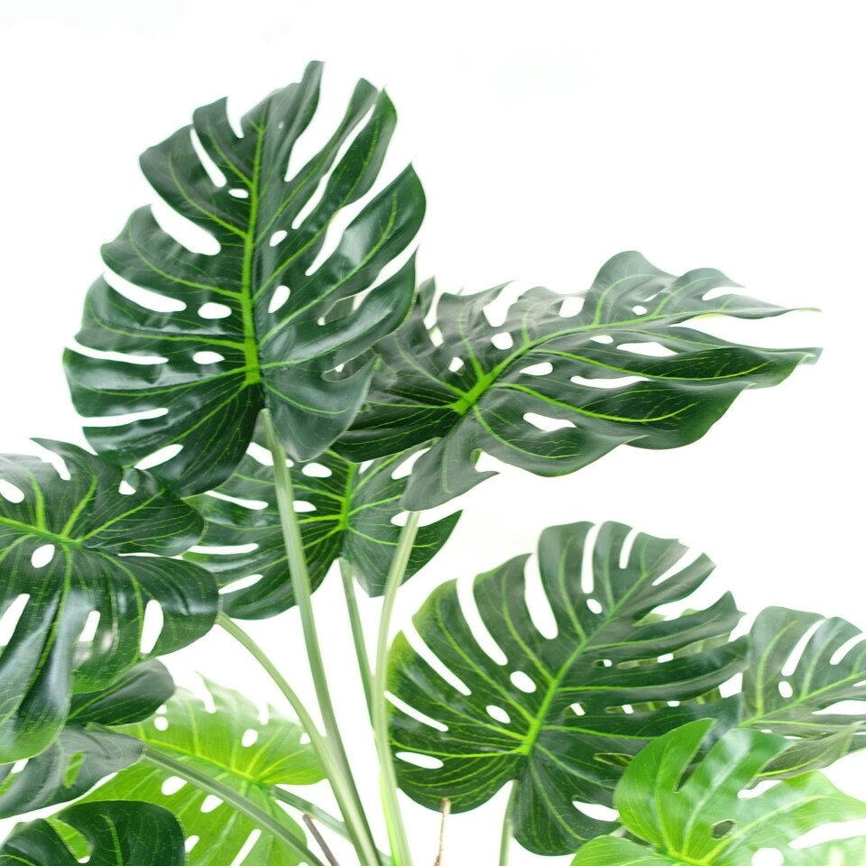 150cm (5ft) Luxury Monstera Cheese Plant Black Pot