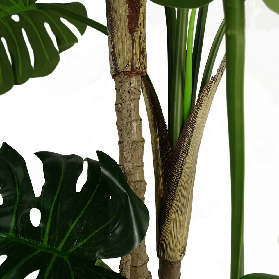 150cm (5ft) Luxury Monstera Cheese Plant Black Pot