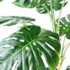 150cm (5ft) Luxury Monstera Cheese Plant Black Pot