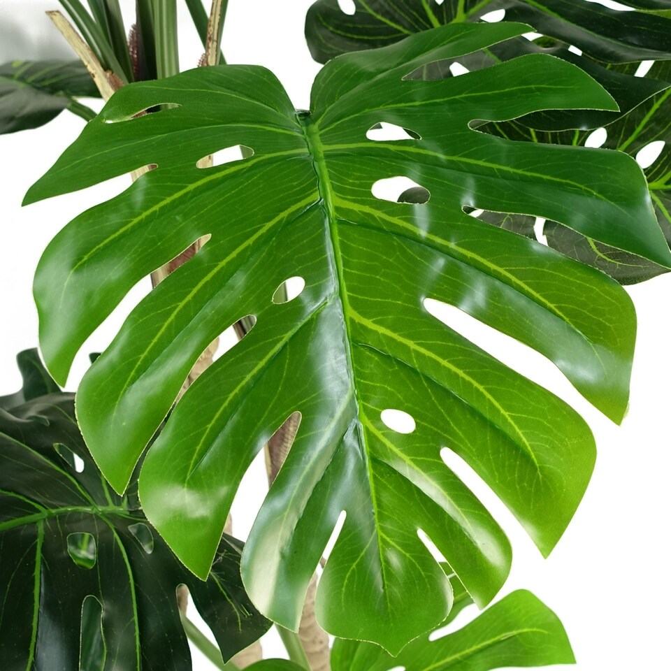 150cm-5ft-Luxury-Monstera-Plant-Black-Pot-1 150cm (5ft) Luxury Monstera Plant Black Pot