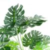 150cm-5ft-Luxury-Monstera-Plant-Black-Pot-2 150cm (5ft) Luxury Monstera Plant Black Pot