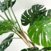 150cm-5ft-Luxury-Monstera-Plant-Black-Pot-3 150cm (5ft) Luxury Monstera Plant Black Pot