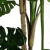 150cm-5ft-Luxury-Monstera-Plant-Black-Pot-5 150cm (5ft) Luxury Monstera Plant Black Pot