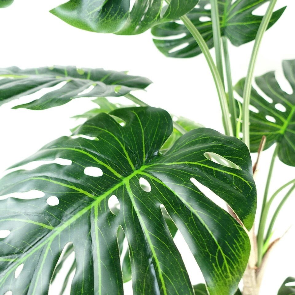 150cm-5ft-Luxury-Monstera-Plant-Black-Pot-6 150cm (5ft) Luxury Monstera Plant Black Pot