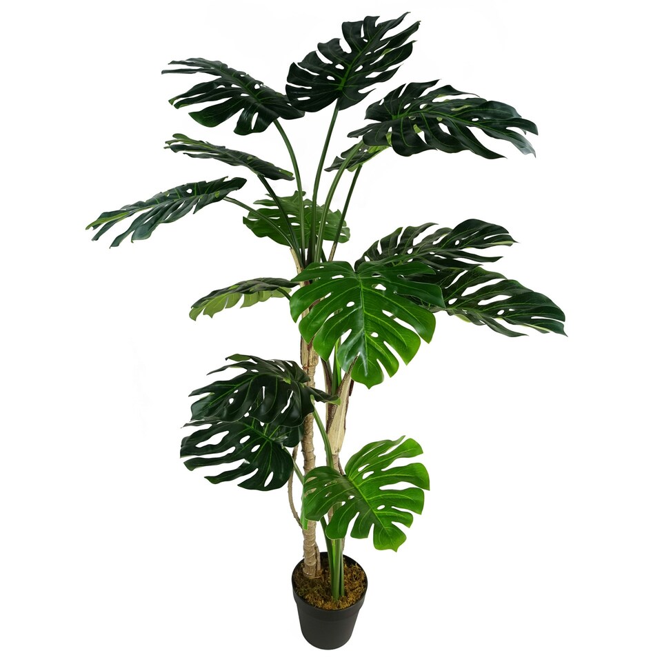 150cm-5ft-Luxury-Monstera-Plant-Black-Pot Buy Artificial 150cm (5ft) Monstera Plant Black Pot