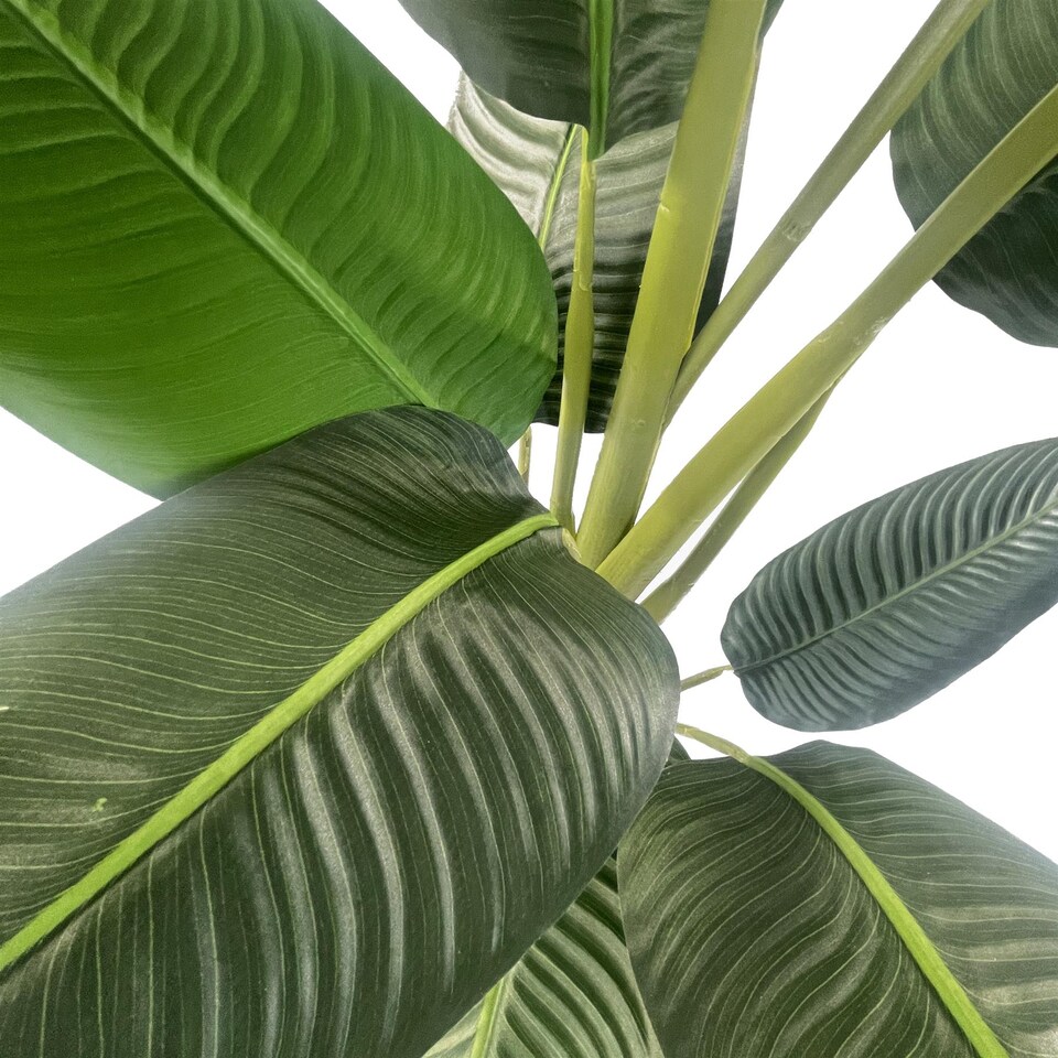 150cm UV Traveller Banana Palm Tree | Green | 5ft