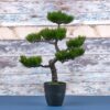 49cm-Green-Artificial-Bonsai-Tree-Plants-in-Black-Pot-Realistic-Plant-Multi-Pine-1-1 49cm Green Artificial Bonsai Tree Plants in Black Pot Realistic Plant | Multi | Pine | 1