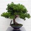 Buy 50cm Artificial Pine Bonsai Tree | Ever Grow Green