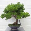 Buy 50cm Artificial Pine Bonsai Tree Green One Size