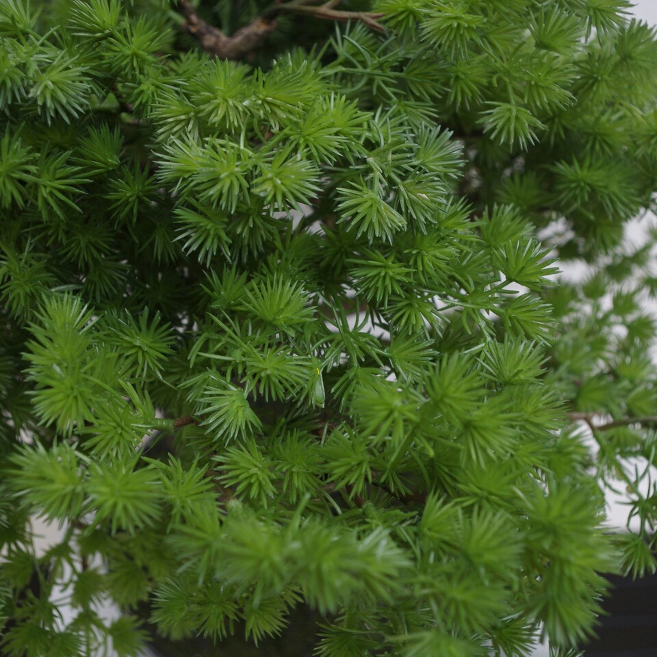 50cm Artificial Luxury Pine Bonsai Tree | Green | One Size
