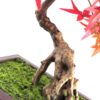 50cm Artificial Red Maple Bonsai Tree
