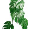 6 x 100cm Artificial Hanging Trailing Monstera Plant