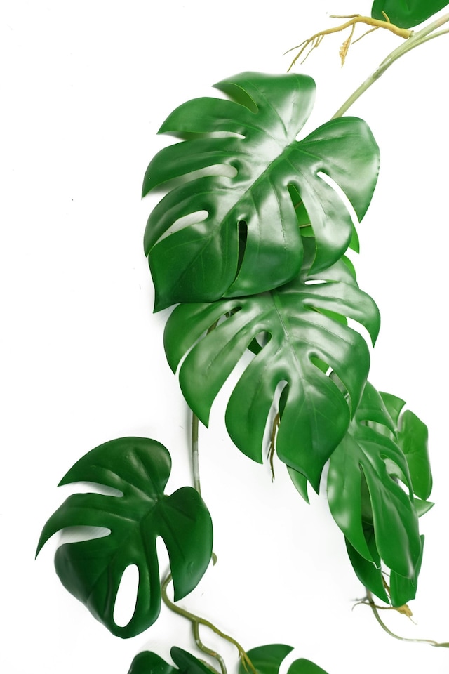 6 x 100cm Artificial Hanging Trailing Monstera Plant