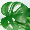 6-x-180cm-Artificial-Hanging-Trailing-Monstera-Plant-3 6 x 180cm Artificial Hanging Trailing Monstera Plant