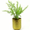 6 x 50cm Southern Wood Fern Bush Dark Green Plant