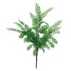 6 x 55cm Himilayan Maidenhair Fern Bush Dark Green Plant
