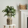 60Cm Bamboo In Woven Basket | Green | One Size