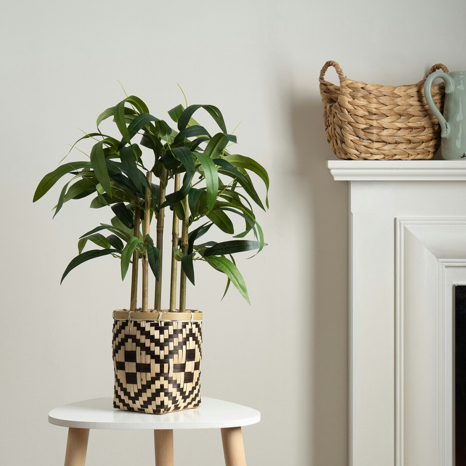 60Cm Bamboo In Woven Basket | Green | One Size