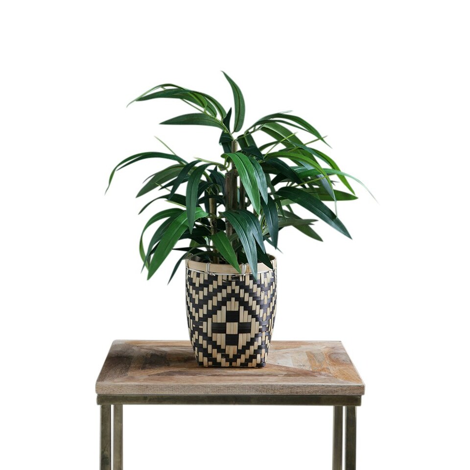 60Cm Bamboo In Woven Basket | Green | One Size