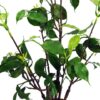 60cm Artificial Banyan Bonsai Ficus Tree | Green | One Size
