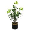 Buy 60cm Artificial Banyan Bonsai Ficus Tree Green One Size