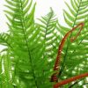 60cm-Artificial-Bushy-Dixie-Wood-Fern-Dark-Green-Plant-3 60cm Artificial Bushy Dixie Wood Fern Dark Green Plant