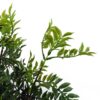 60cm Artificial Nandina Bonsai Ficus Tree | Green | One Size