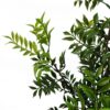 60cm Artificial Nandina Bonsai Ficus Tree | Green | One Size