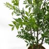 60cm Artificial Nandina Bonsai Ficus Tree | Green | One Size