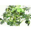 70cm-Artificial-Twisted-Stem-Modern-Arboricola-Artificial-Plant-Bonsai-Bush-1 70cm Artificial Twisted Stem Modern Arboricola Artificial Plant Bonsai Bush