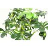 70cm-Artificial-Twisted-Stem-Modern-Arboricola-Artificial-Plant-Bonsai-Bush-Botanik-2 70cm Artificial Twisted Stem Modern Arboricola Artificial Plant Bonsai Bush Botanik