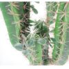 75cm-Premium-Artificial-Cactus-with-pot-1 75cm Premium Artificial Cactus with pot