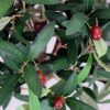 90cm Artificial Olive Bay Style Topiary Fruit Tree | Green | 3ft