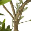 Apulia-Olive-Tree-Pot-Plastic-Height-200-cm-2 Apulia Olive Tree Pot - Plastic - Height 200 cm