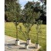 Apulia-Olive-Tree-Pot-Plastic-Height-200-cm-4 Apulia Olive Tree Pot - Plastic - Height 200 cm