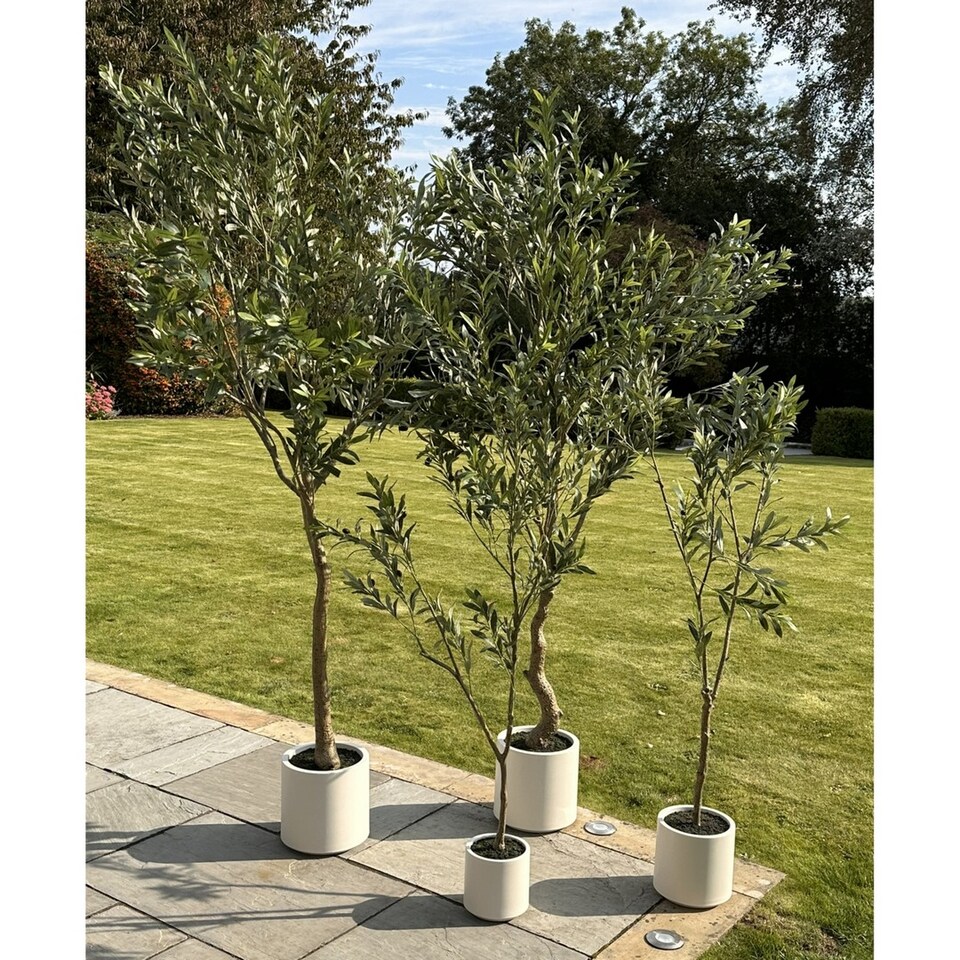 Apulia-Olive-Tree-Pot-Plastic-Height-200-cm-4 Apulia Olive Tree Pot - Plastic - Height 200 cm