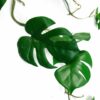 Artificial 100cm Trailing Hanging Monstera Plant Realistic