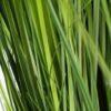 Artificial 130cm Onion Grass Plant with Silver Metal Plater