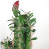 Artificial Cactus Cacti Plant Black Pot 110cm Plants