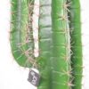 Artificial Cactus Cacti Plant Black Pot 110cm Plants
