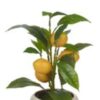 Artificial-Citrus-Lemon-Fruit-Tree-Flower-Pot-Cream-Beige-gloss-1-1 Artificial Citrus Lemon Fruit Tree Flower Pot | Cream | Beige gloss | 1