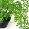 Artificial Fern Plant Pot Maidenhair Fern 35cm Leaf Design UK Realistic Plant Botanik