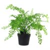 Buy Artificial Fern Plant Pot Maidenhair Fern Leaf 35cm