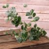 Buy Artificial Green Eucalyptus Spray 84cm | Ever Grow Green