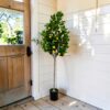Artificial Lemon Tree Large 155cm Potted Faux Plant