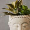 Fiori-Buddha-Pot-Mixed-Succulent-2 Fiori Buddha Pot Mixed Succulent