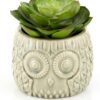 Fiori Large Succulent in Grey Ceramic Owl Pot