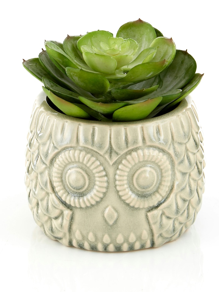Fiori Large Succulent in Grey Ceramic Owl Pot
