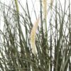 Fountain Grass Plant in Pot - Plastic - Height 50 cm - Green